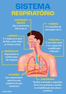 Qual alternativa não faz parte do sistema respiratório?